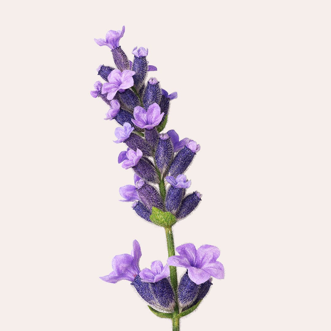 Jurlique-Mists-Content-1080w-L1