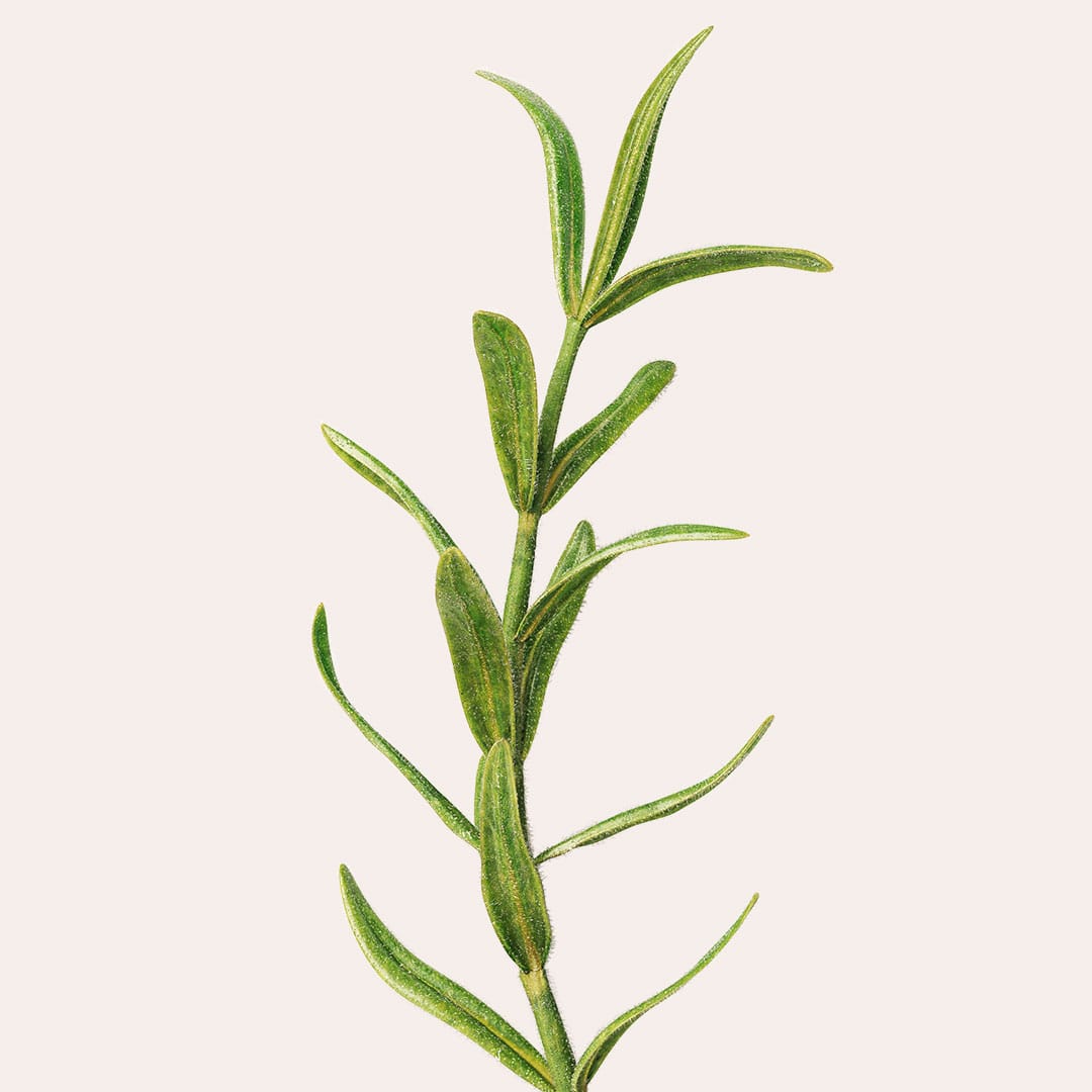 Jurlique-Mists-Content-1080w-L3