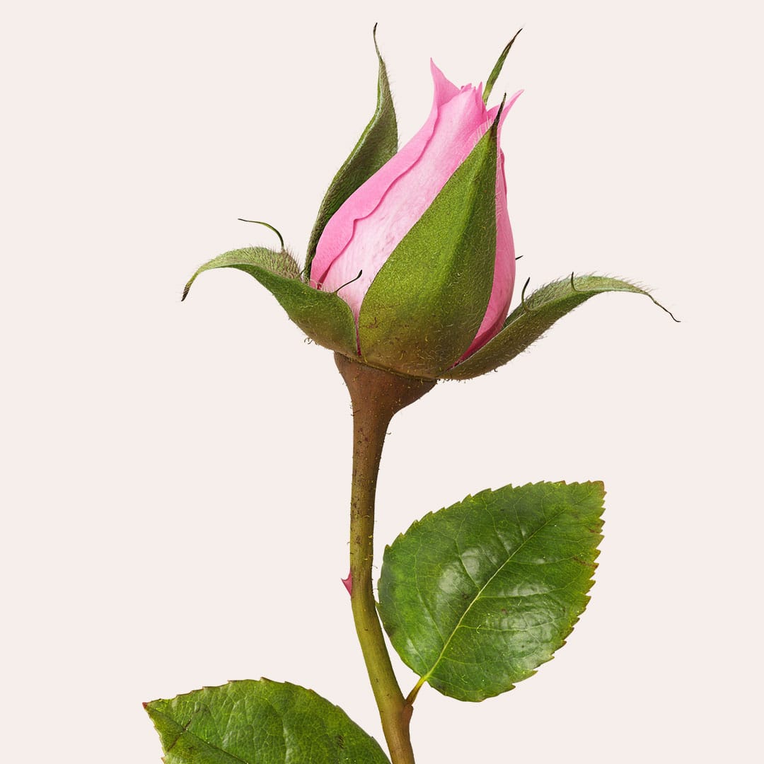 Jurlique-Mists-Content-1080w-R1-New