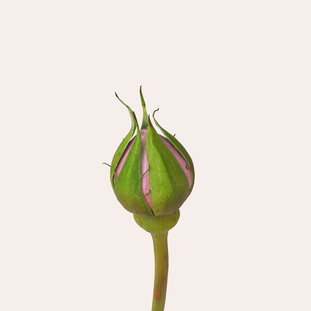 Jurlique-Mists-Content-1080w-R2