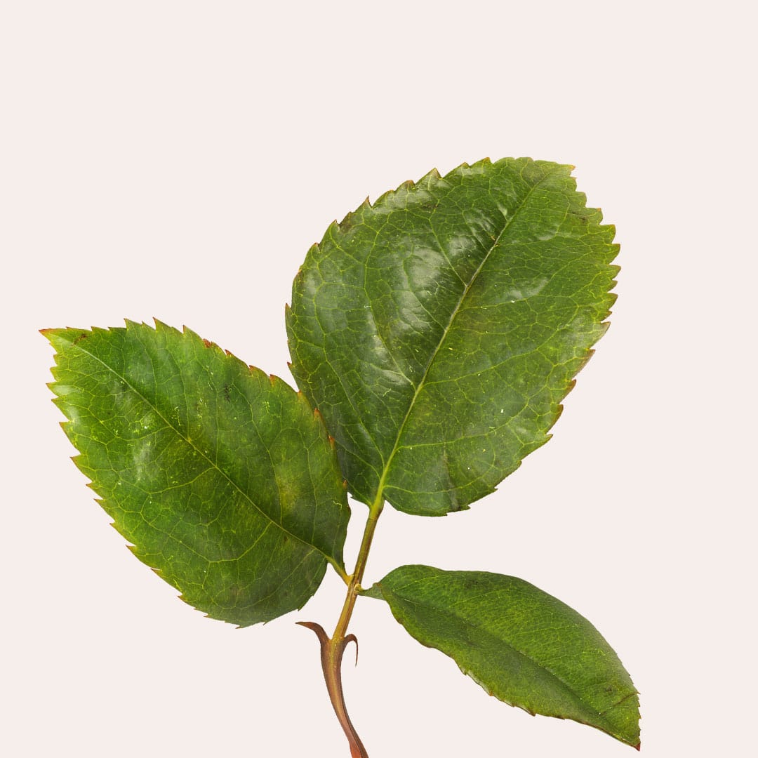 Jurlique-Mists-Content-1080w-R4