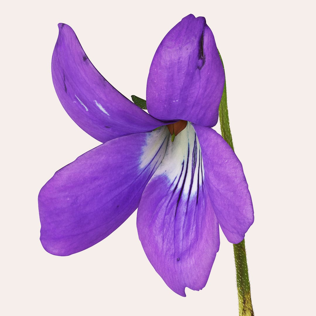 Jurlique-Mists-Content-1080w-SV1