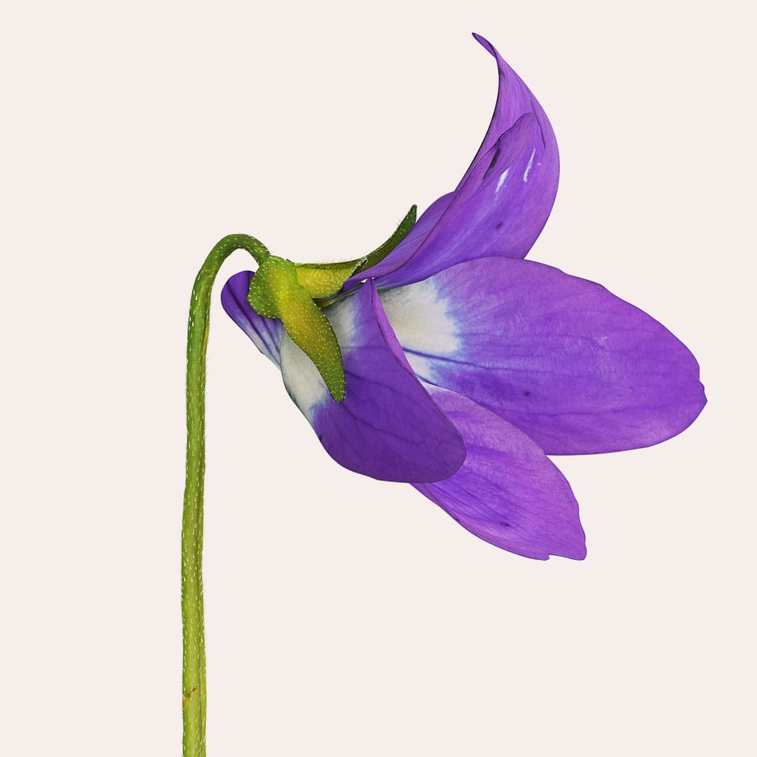 Jurlique-Mists-Content-1080w-SV2