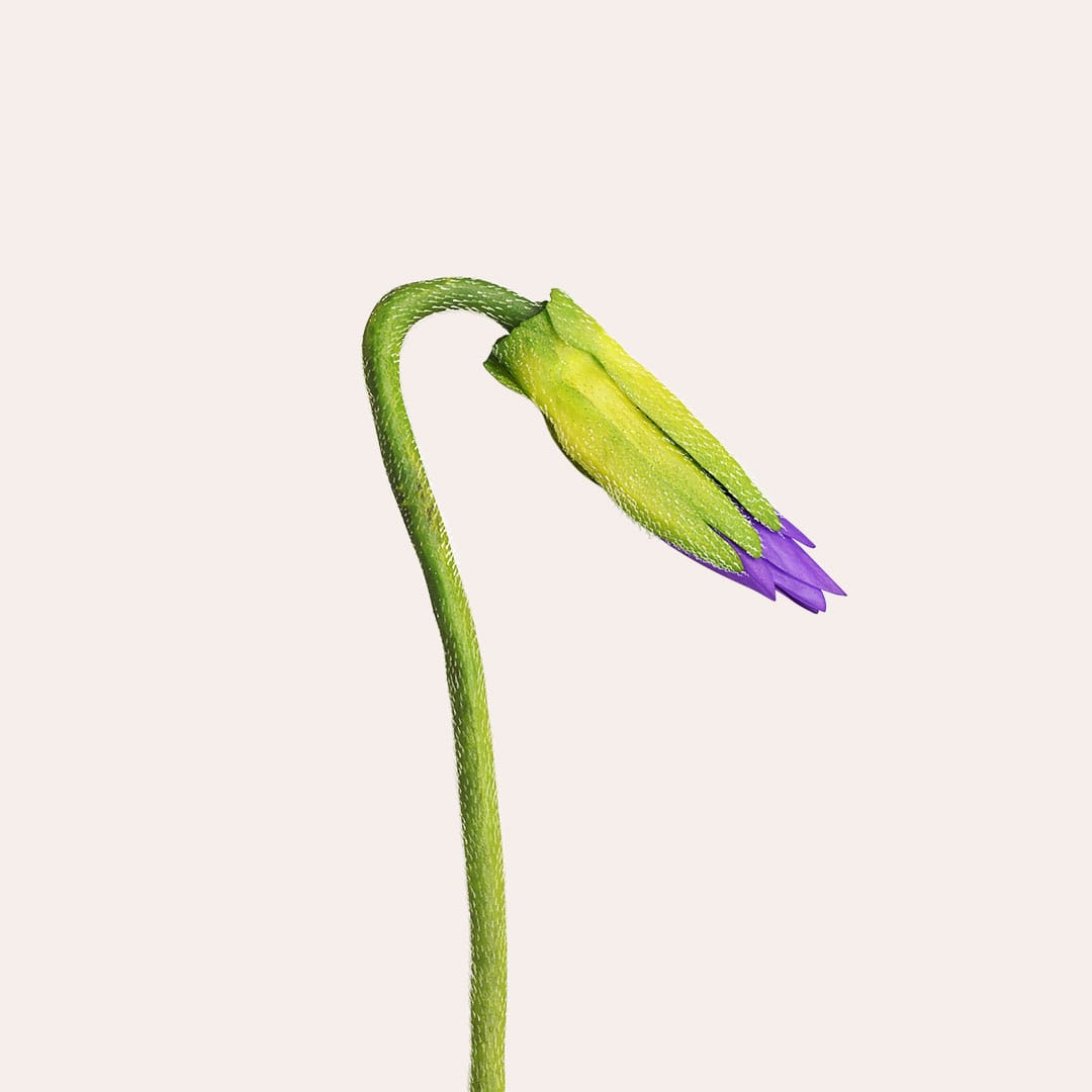 Jurlique-Mists-Content-1080w-SV3