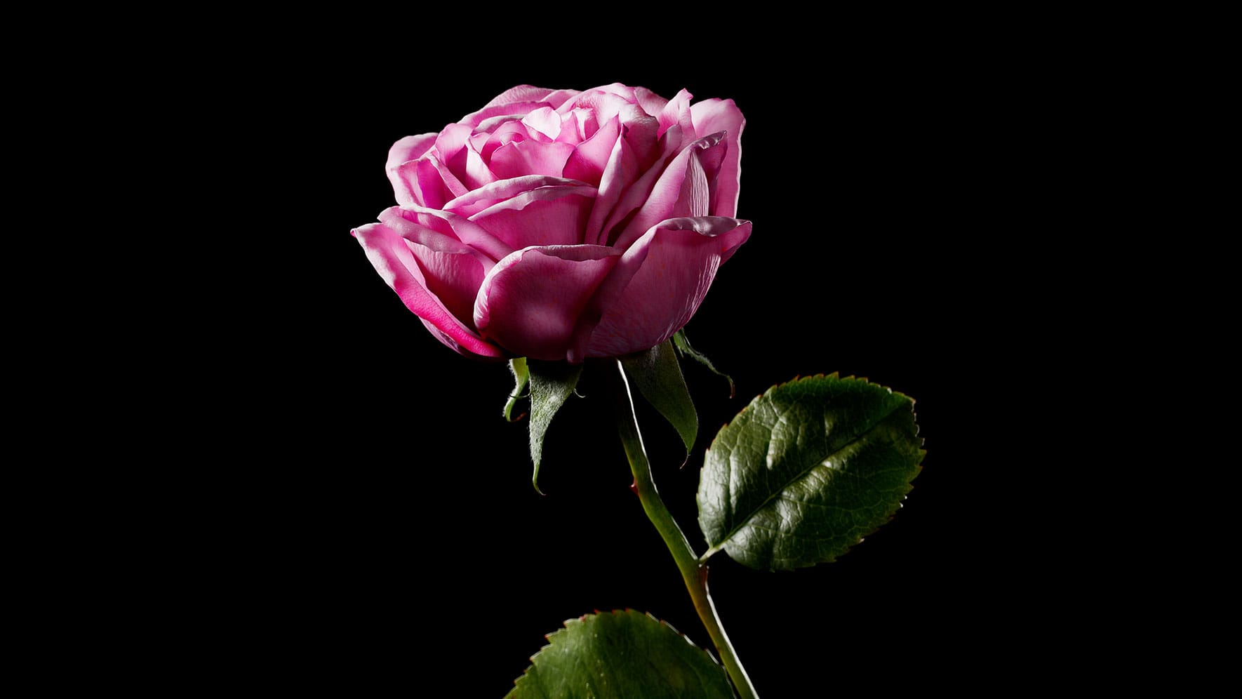 Jurlique-RR-Content-1770w-10