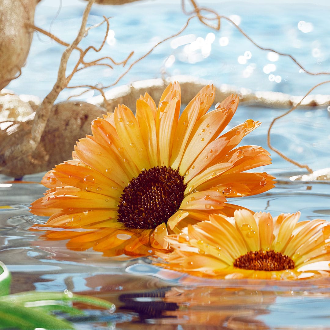 Jurlique-AWE-Content-1080×1080-1