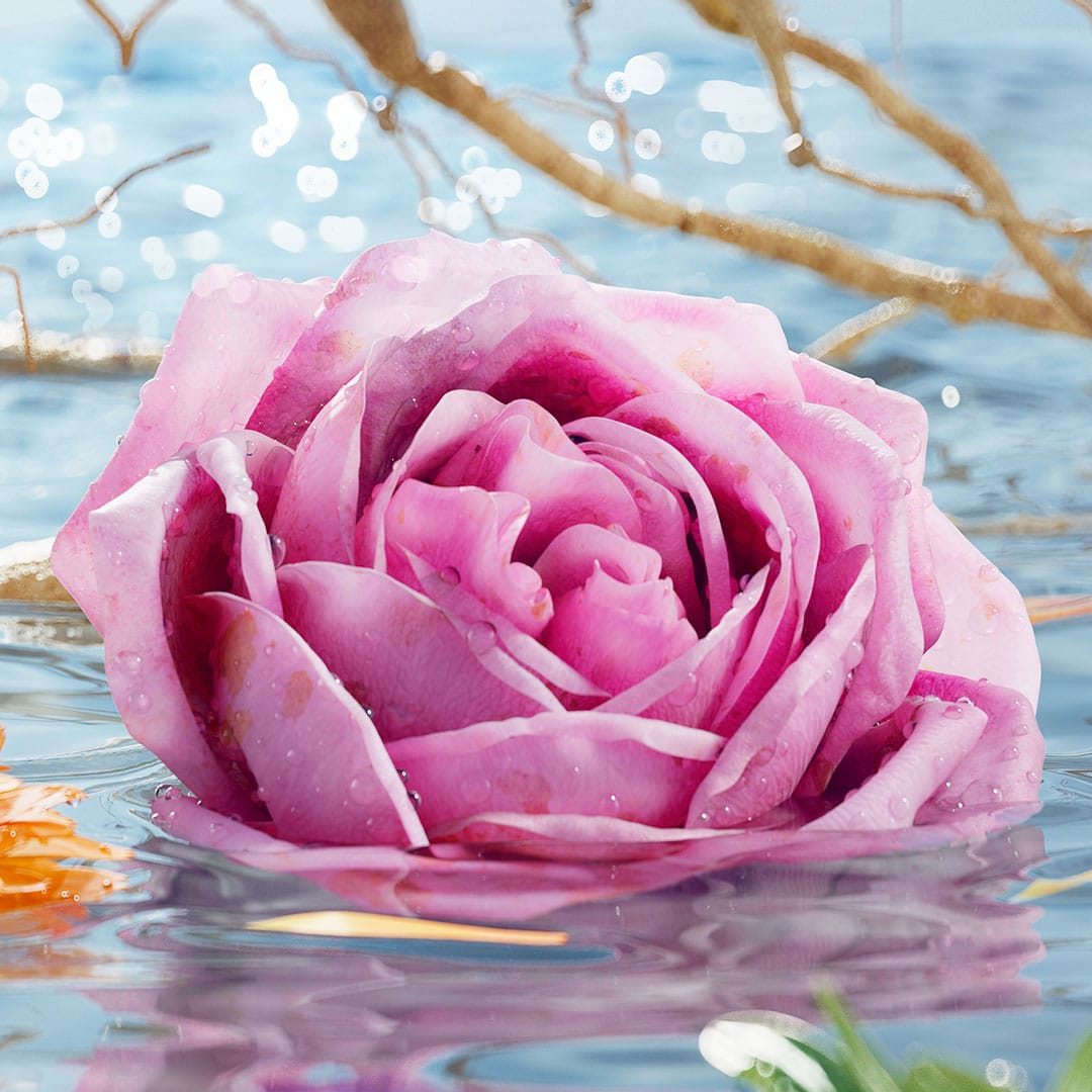 Jurlique-AWE-Content-1080×1080-2