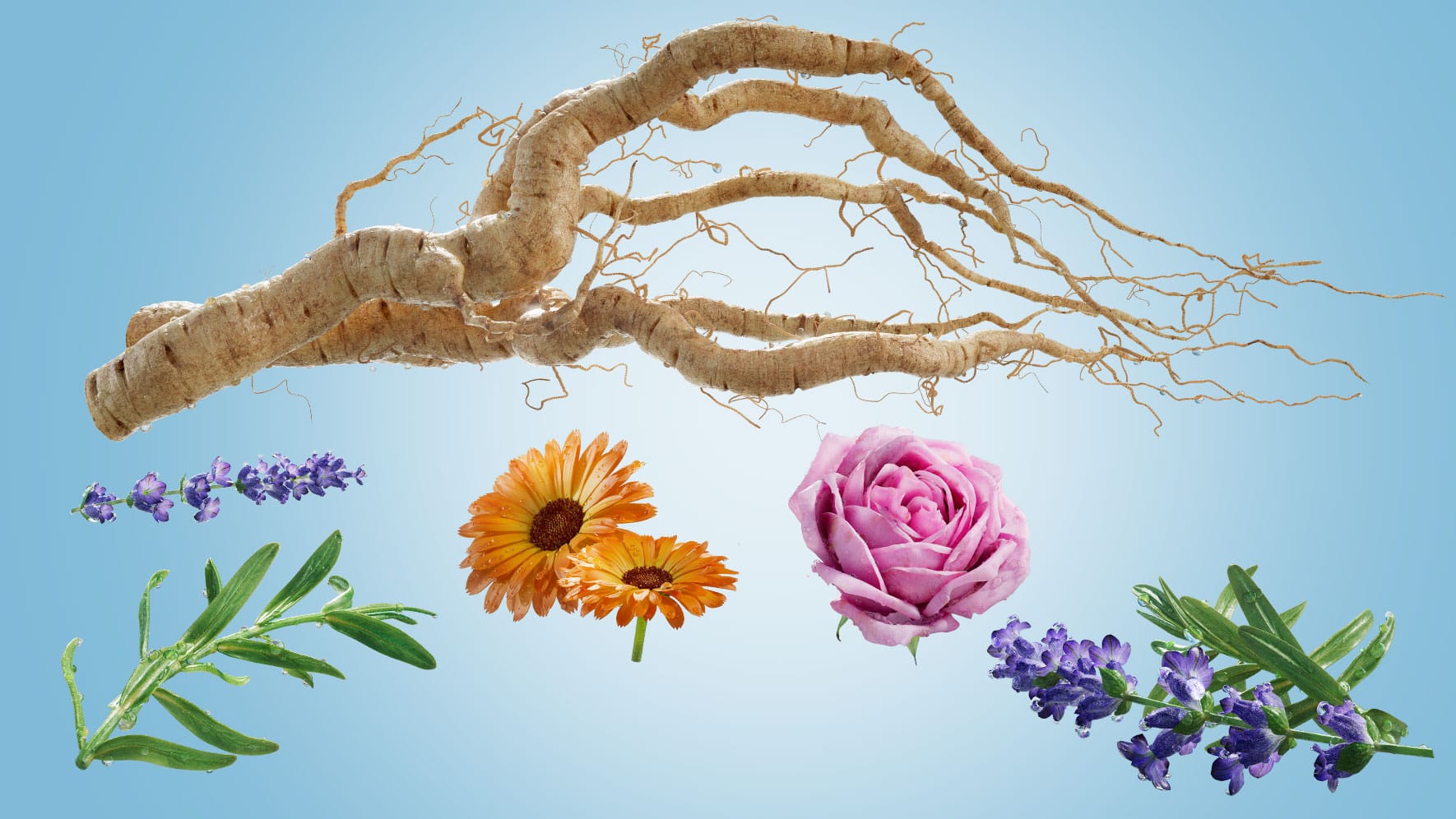 Jurlique-AWE-Content-1770w-3